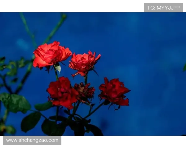 又见花儿开时岁月无声情感悸动透过花海与旧爱再续前缘